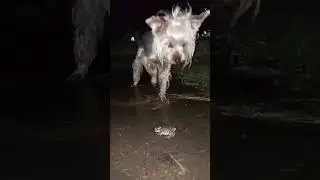 Йорик и лягушка)