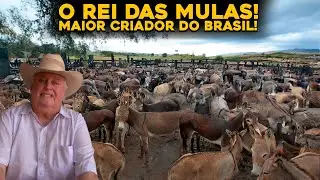 CONHEÇA A MAIOR FAZENDA DE BURROS E MULAS DO BRASIL - INCRÍVEL!