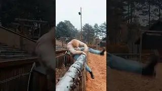 Неудачный прыжок | a failed jump 😂😅 #приколы #смешноевидео #смешно #funny #comedy #jokes