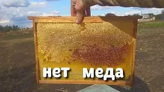 НЕТ МЕДА ЧТО ДЕЛАТЬ!!!
