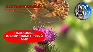 🎭НАСЕКОМЫЕ ИЛИ МИЛЛИМЕТРОВЫЙ МИР🌎 ДОКУМЕНТАЛЬНОЕ КИНО 🎆 2021