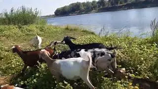 Гуляю с козами🐐Осень💖