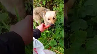 Собачка Потеряшка 5😪🐕 #помощьживотным #бездомыш