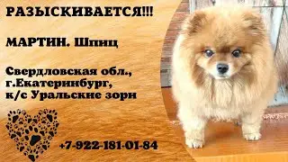 Пропала собака! МАРТИН. Шпиц. Свердловская область, г.Екатеринбург.