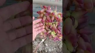 Виноград