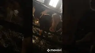 , утро трудяшки(доим, 🐂поим, 🐮чистим🚜)