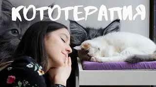Кошачий ASMR: почему мурчание нас гипнотизирует?