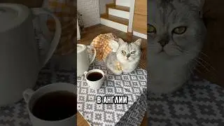 Как мурлыкают котики в разных странах  