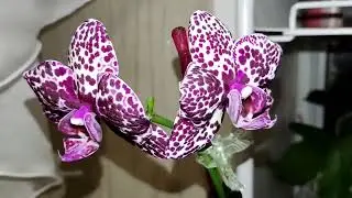 Цветение орхидей. 31 декабря 2023. Всех с наступающим Новым годом!!!