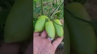 Faz seu pé de TOMATE explodir de tanto crecser 