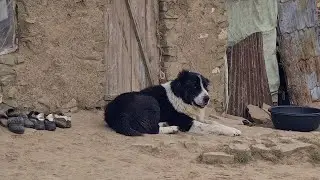 Аборигенные Волкодавы Туркменистана. Çopan It Alabay.