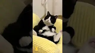 Funny Cat & Cute Kittens521😻 #shorts #kucing #kucinglucu #funny #pet #cat #foryou #viral #viralvideo