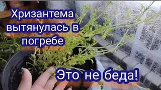Хризантема мультифлора. Январь на дворе, хризантема вытянулась, что делать?