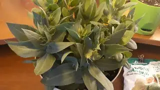ЭУСТОМА НА БУТОНАХ/НЕЗАМЕНИМАЯ ПОДКОРМКА  В ПЕРИОД БУТОНИЗАЦИИ И ЦВЕТЕНИЯ🌺
