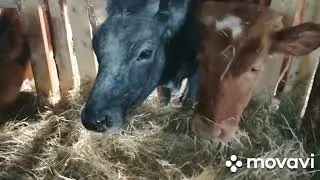 МИНИ-ФЕРМА  ЖИВЕТ!ЗАВЕЗЛИ СЕНО И ЗАПУСТИЛИ ТЕЛЯТ В НОВЫЙ САРАЙ!БЕСПРИВЯЗНОЕ И ПРИВЯЗНОЕ СОДЕРЖАНИЕ!