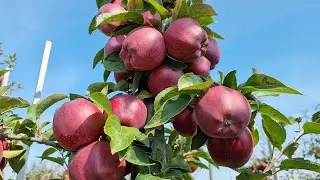 APPLE RED CHIEF / ЯБЛОНЯ РЕД ЧИФ