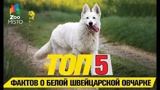 Tоп 5 фактов о белой швейцарской овчарке | Top 5 Facts About the White Swiss Shepherd Dog