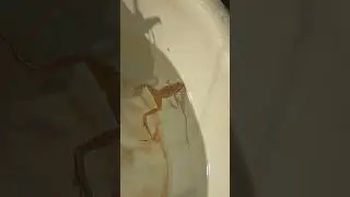 Лягушка принимает ванную)