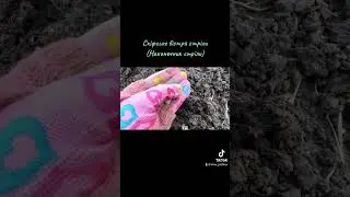 Вістря стріли 🏹 