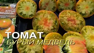 Томат БУРЫЙ МЕДВЕДЬ. Обзор сортов ТОМАТОВ!