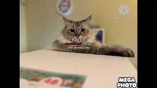 Кот Барсик Effects Sponsored By Lure 1 Effects Exo^2