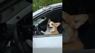 My dog needs attention