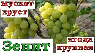 Виноград Беларуси. г.ф.Зенит с ранним сроком созревания.