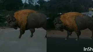 Bull/ bull animals / wild bull/ green screen bull/ wild animals / palani malai road/ animation/vfx