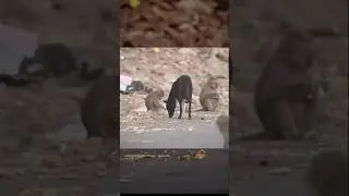 павианы ВОРУЮТ СОБАК и не только