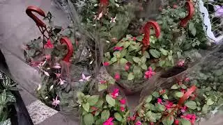 цветочный рынок 28 февраля Краснодар