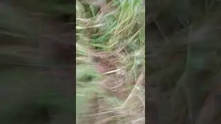 выживание с@catblits