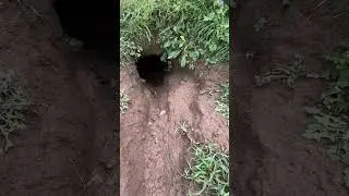 Чья нора? Ответ.