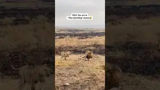 Watching First Time Lion’ Pride Like A Lion King Movie In Real | African Safari In Serengeti 
