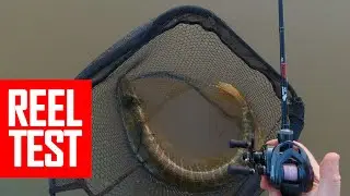 Kastking Kestrel Elite BFS reel test went wrong. Monster on lite tackle!Shimano,Daiwa should improve
