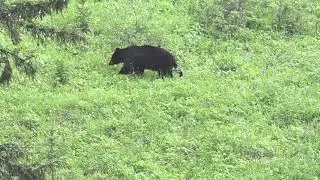 Black Bear at Yellowstone park