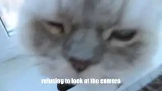 Cat explains Present Continuous - LINGVISTOV.RU