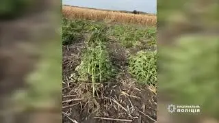 Виростив понад 2,5 тисячі кущів конопель: одеські поліцейські повідомили про підозру жителю Рені