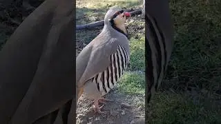 Кабк Keklik که و Partridge Chukar