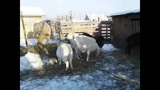 Чем кормить козлов?🐐