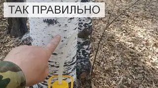 Как Правильно Собирать Берёзовый Сок Своими Руками Быстро и Просто