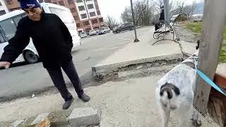 Гуляем с Рут. Алабай не ест котиков)