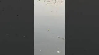СОРОГА НА ПОПЛАВОК #shorts #рыбалка #fishing #поплавок #сорога
