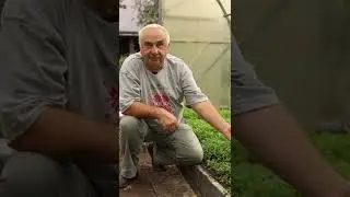 ДЕЗИНФЕКЦИЯ ТЕПЛИЦЫ ОСЕНЬЮ после томатов, перцев, огурцов