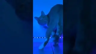 Слишком Смешно для Ютуба: Лучшие Мемы с Котами и Собаками  Pet Humor Compilation 2025