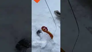 Поклевка щуки на жерлицу #рыбалка#клев#зимняярыбалка