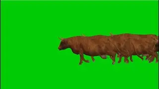 Cows Running Stampede Green Screen Video with Sound Effect | Animals Stampede 
