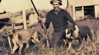 The sad story of the extinction of the Tasmanian tiger