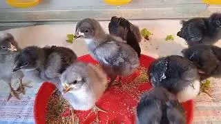 Залипательное видео. Часами бы смотрела ☺. Дети Доминантов