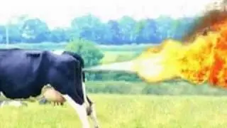 I Am Cow