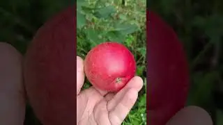 🍎КАК ПОНЯТЬ ЧТО ЯБЛОКИ СОЗРЕЛИ🌳 #яблоня #сад #дача